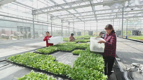 安徽 做强特色产业助力农民增收